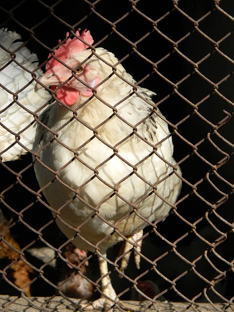 他们似乎各 他们似乎各